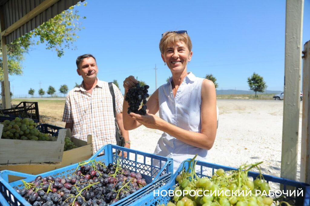 В Новороссийске пришло время есть собственный виноград. Где, почем, какойвкуснее
